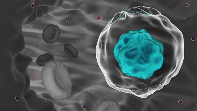 A greyscale cell with a blue nucleus passes through a greyscale blood vessel and blood cells. It is surrounded by small, purple circulating tumor cells 