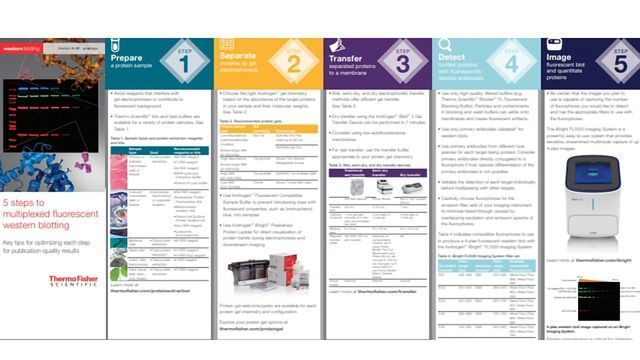 5 Steps to Multiplexed Fluorescent Western Blotting content piece image 