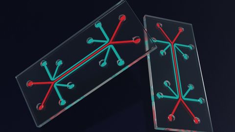 A Guide to Organ-on-a-Chip