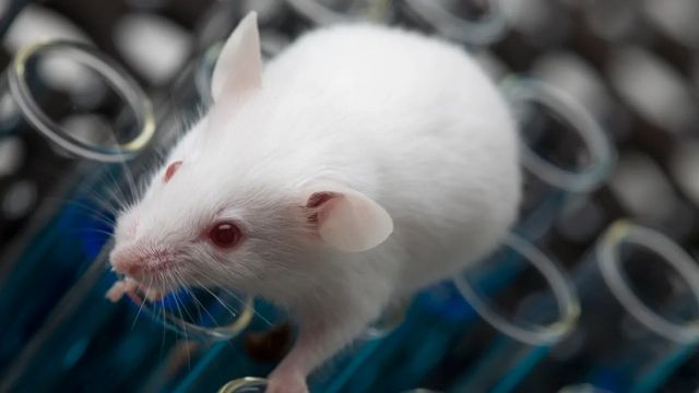 White laboratory mouse sitting on top of test tubes 