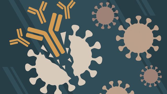 Antibodies fighting bacteria. 