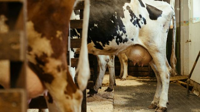 The back end of a dairy cow. 