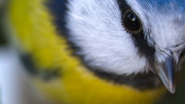 A close-up of a blue tit. 