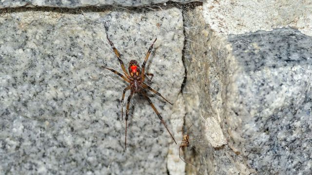 A brown widow spider on its web against a granite block. 