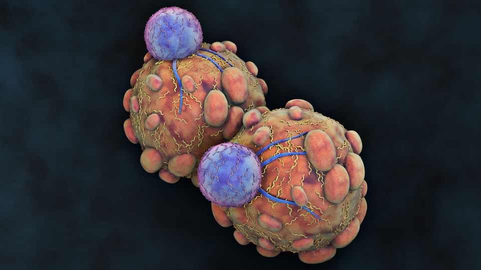 Two cancer cells with immune cells attached.