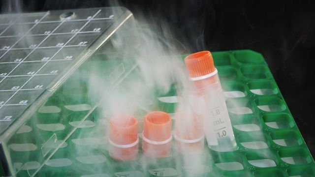 Four cryogenic vials in a green storage rack. 