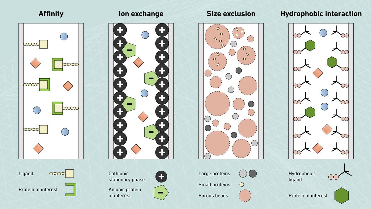 Schematic of affinity, ion exchange, size exclusion and hydrophobic interaction chromatography columns illustrating how the separations occur