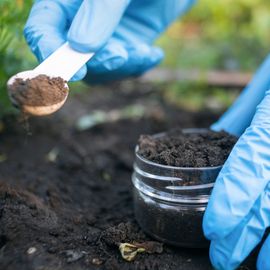 Close up of a researcher wearing blue gloves collecting a soil sample. 