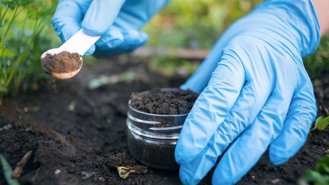 Close up of a researcher wearing blue gloves collecting a soil sample. 