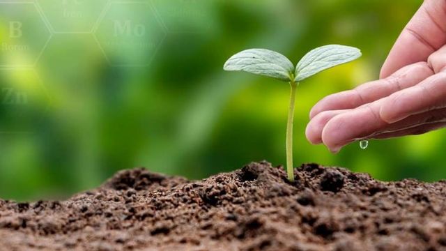 A hand with soil growing a new plant 