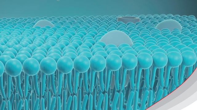 Lipid and Fatty Acid Analysis 