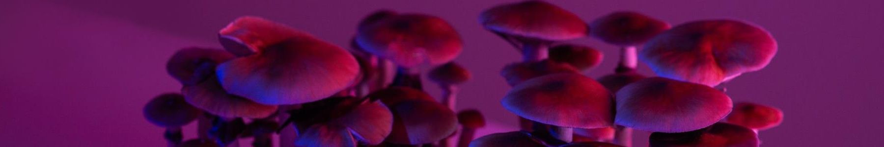 Ask me anything on the chemistry of psilocybin featuring andrew wood  