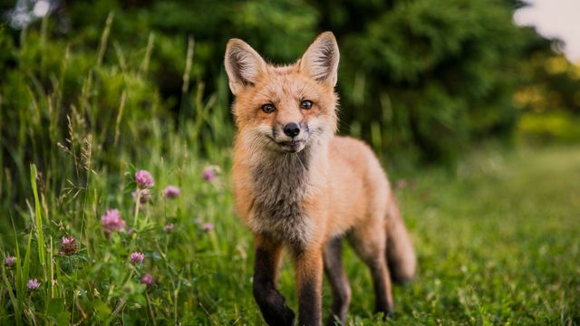 A red fox in a green field. 