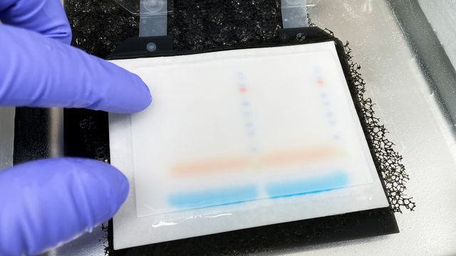 Gloved hand placing a gel onto a western blot membrane in a blotting cassette. 