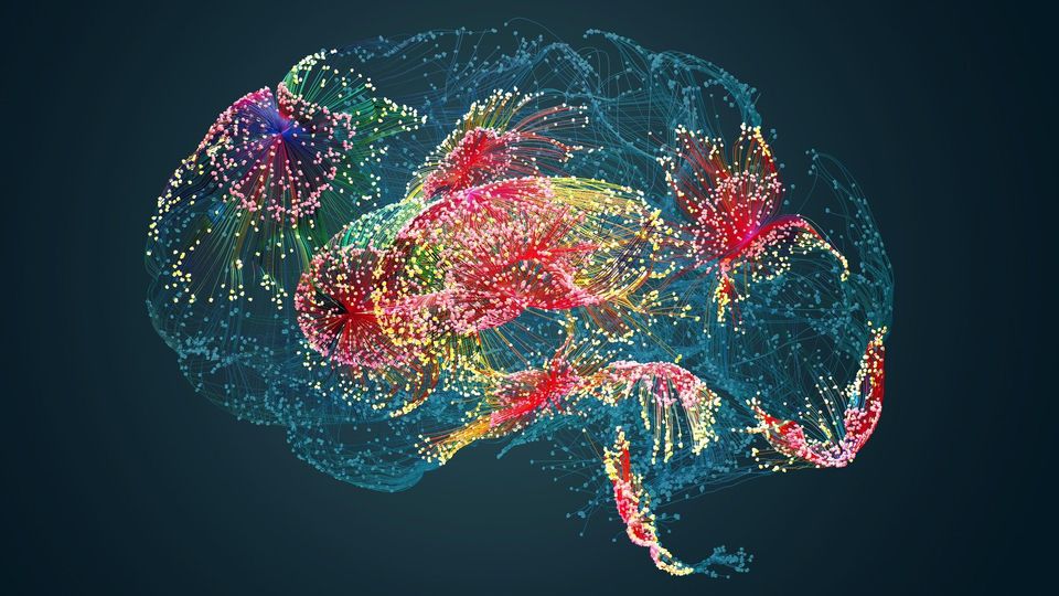 An illustration of the brain.