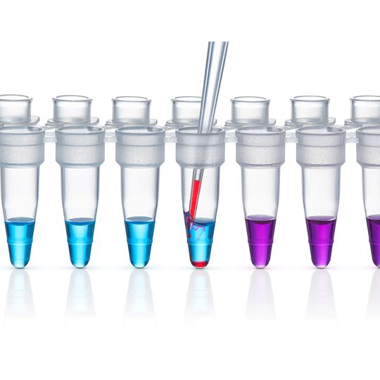 8-tube strip with colored reagents; 5 tubes have blue-colored and two tubes have purple-colored reagents, a red reagent is pipetted into one of the tubes with blue reagent 