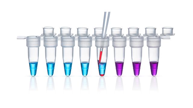 8-tube strip with colored reagents; 5 tubes have blue-colored and two tubes have purple-colored reagents, a red reagent is pipetted into one of the tubes with blue reagent 