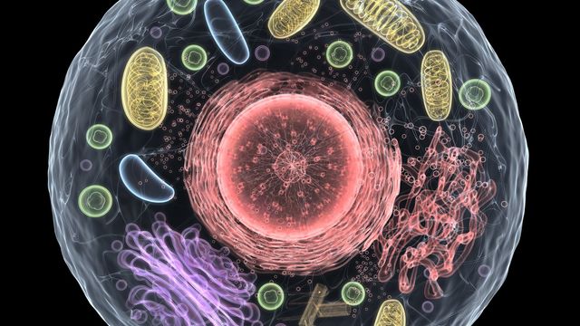 Cell Structure 