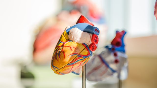 A 3D model of a human heart. 