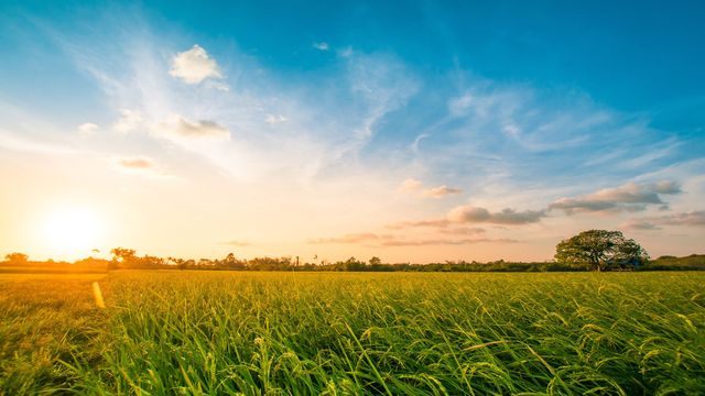 A green field. 