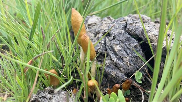 Psilocybe maluti growing on cow manure.  