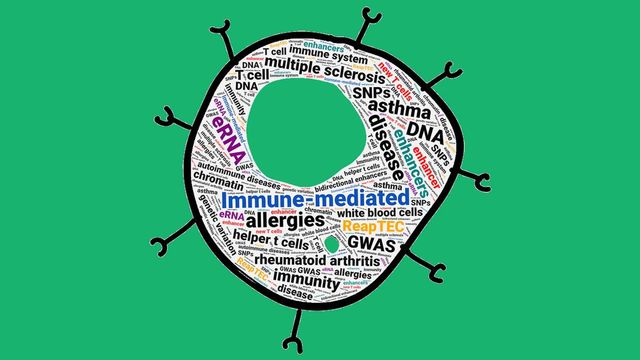 The outline of an immune cell, filled with words describing immune-mediated condtions. 