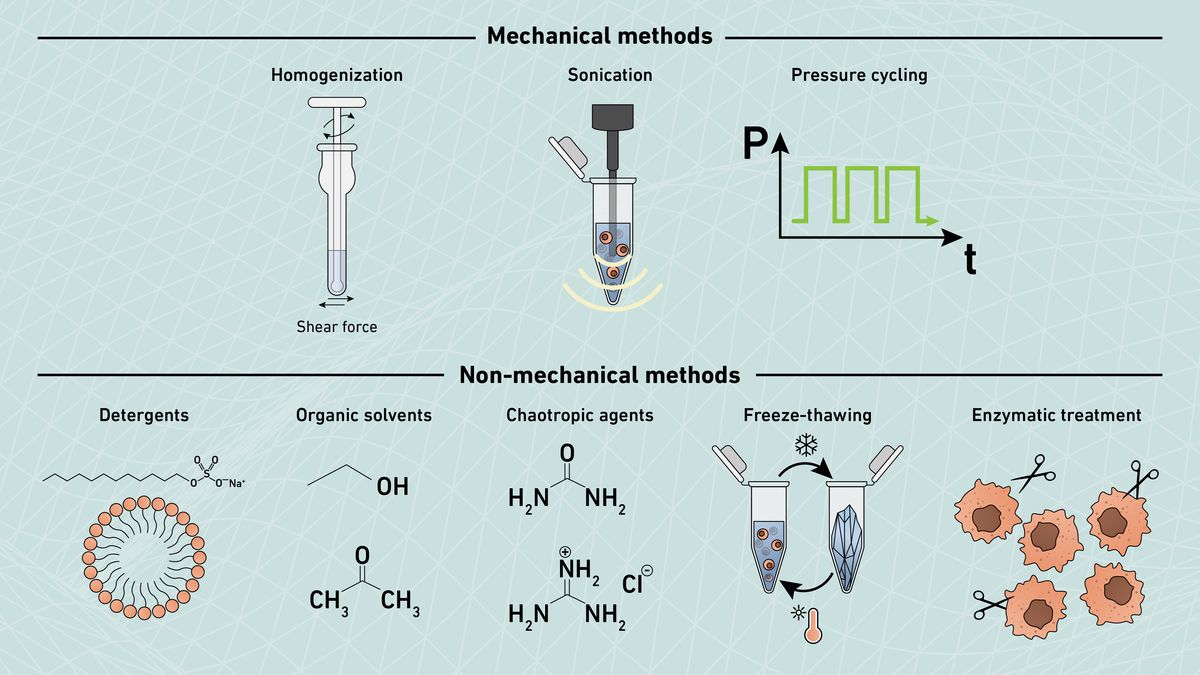 Graphic highlighting the mechanical and non-mechanical methods utilized in protein extraction