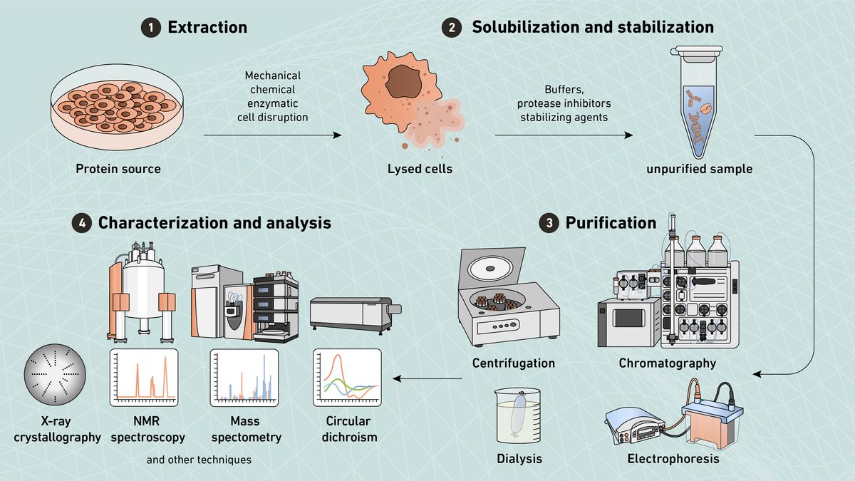 Graphic describing the steps involved in a typical protein purification workflow