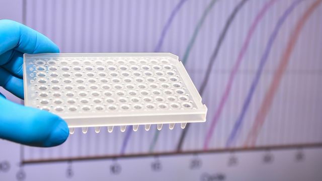 Gloved hand holding a 96 well plate in front of a screen displaying qPCR amplification curves.  