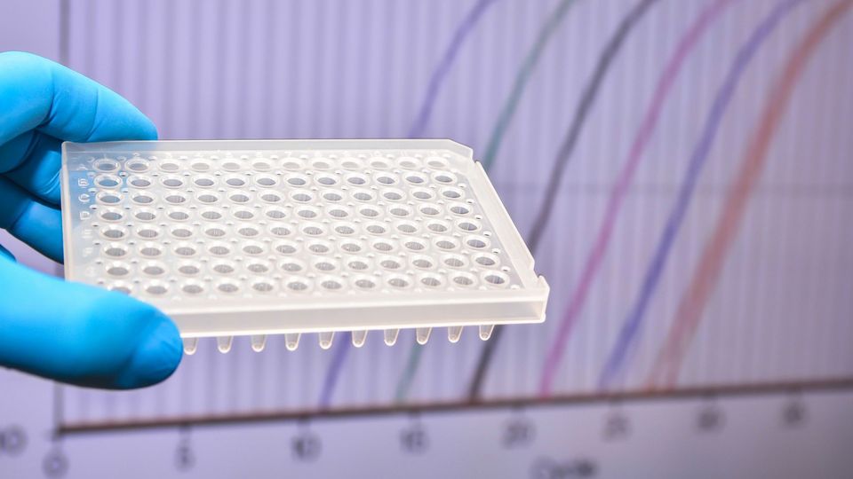 Gloved hand holding a 96 well plate in front of a screen displaying qPCR amplification curves. 