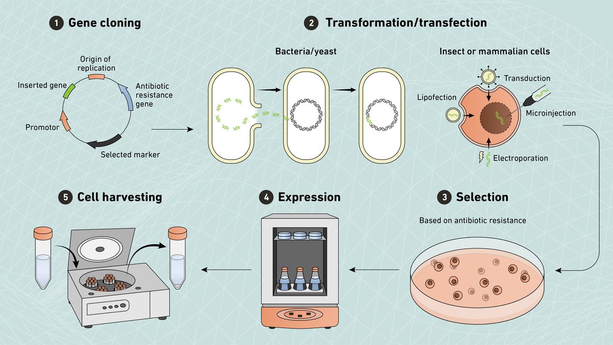 Graphic illustrating the different steps in a recombinant protein expression protocol.