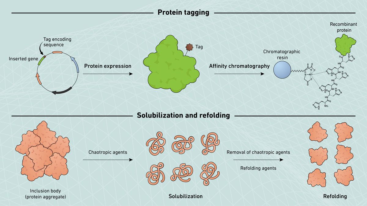 Graphic describing protein tagging and solubilization and refolding methodologies used in the purification of recombinant proteins