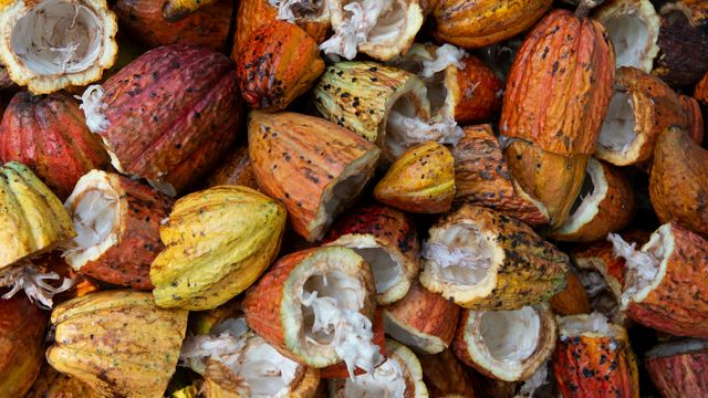 Cracked cocoa pods. 