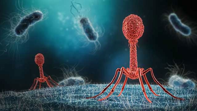 Two bacteriophage on the surface of a bacteria. 