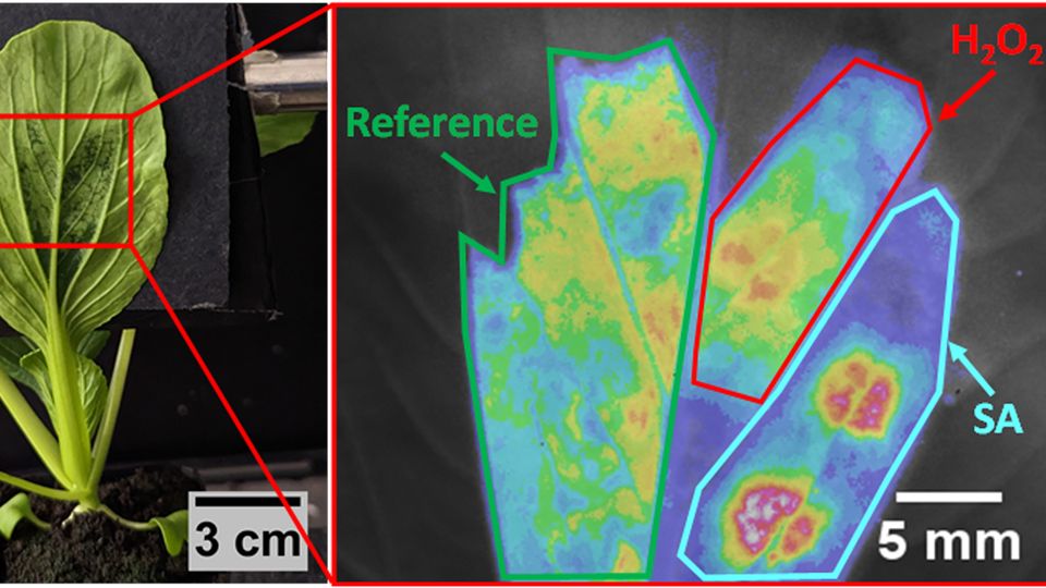 Area of a pak choi leaf highlighted and zoomed in to show responses from reference, SA and H2O2 sensors.