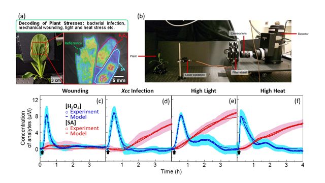 Image of stress molecule sensor data on pak choi, experimental setup and graphs of stress molecule releases in responses to different stresses.