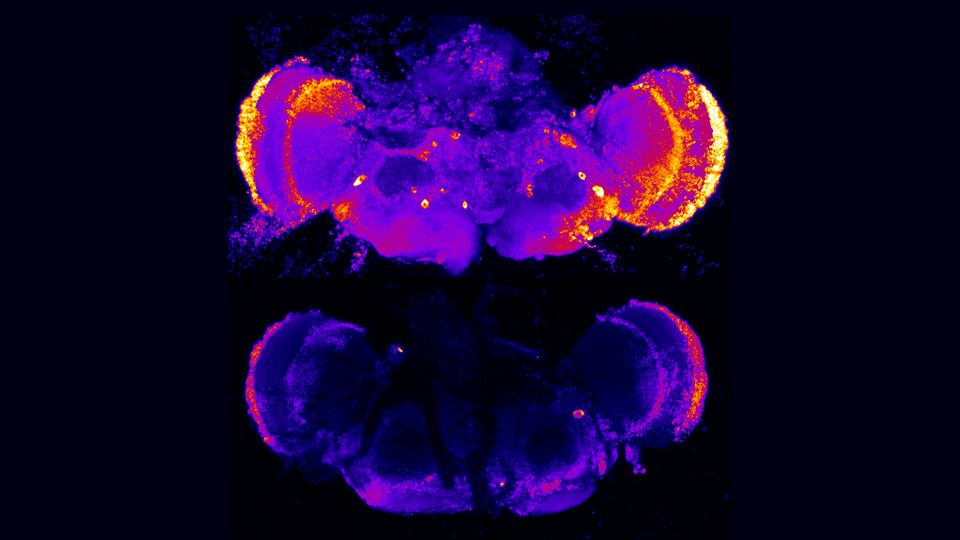 Two fruit fly brains stained with a marker that indicates cell death.