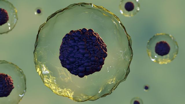 Rendered transparent cells with the nucleus visible. 