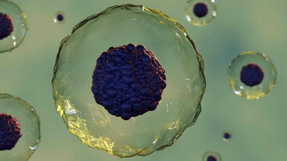 Rendered transparent cells with the nucleus visible.