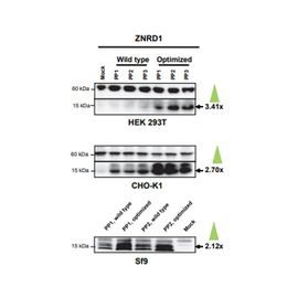 Whitepaper - Essential Strategies To Optimize Protein Expression 