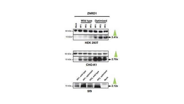 Whitepaper - Essential Strategies To Optimize Protein Expression 